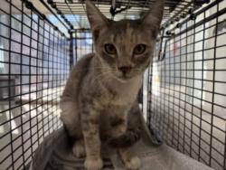 Shelter Stray Female Cat last seen , 957 N Gaffey St, San Pedro, CA 90731, USA