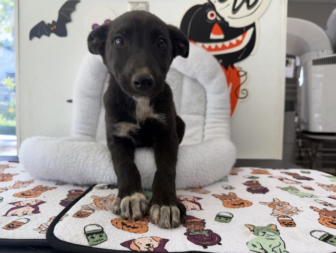 Shelter Stray Female Dog last seen , 957 N Gaffey St, San Pedro, CA 90731, USA