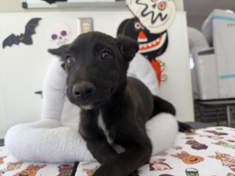 Shelter Stray Female Dog last seen , 957 N Gaffey St, San Pedro, CA 90731, USA