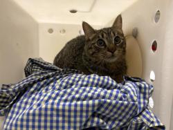 Shelter Stray Female Cat last seen Near BLOCK N 38TH ST, 3839 W Burnham St, West Milwaukee, WI 53215, USA