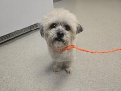Shelter Stray Male Dog last seen VICTORY LANE, 11232 B Ave, Auburn, CA 95603, USA