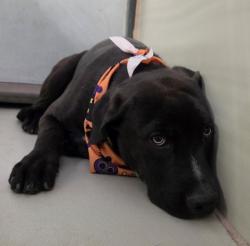Shelter Stray Male Dog last seen Near BLOCK 58 HWY, MOJAVE CA 93501, 3951 Fruitvale Ave, Bakersfield, CA 93308, USA
