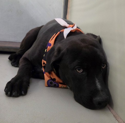 Shelter Stray Male Dog last seen Near BLOCK 58 HWY, MOJAVE CA 93501, 3951 Fruitvale Ave, Bakersfield, CA 93308, USA