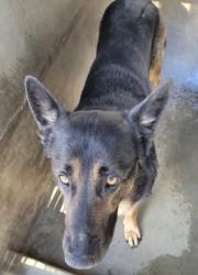 Shelter Stray Male Dog last seen , 3201 Lacy St, Los Angeles, CA 90031, USA