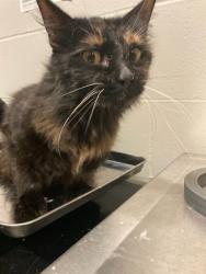 Shelter Stray Female Cat last seen Near BLOCK MACDOUGALL DR,63137, 10521 Baur Blvd, Olivette, MO 63132, USA