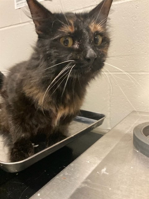 Shelter Stray Female Cat last seen Near BLOCK MACDOUGALL DR,63137, 10521 Baur Blvd, Olivette, MO 63132, USA