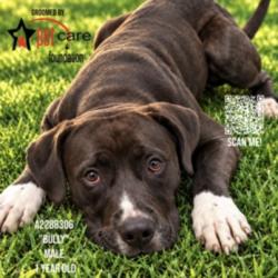 Shelter Stray Male Dog last seen , 3201 Lacy St, Los Angeles, CA 90031, USA