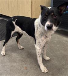 Shelter Stray Male Dog last seen , 600 Aviation Dr, Camarillo, CA 93010, USA