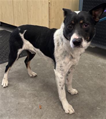 Shelter Stray Male Dog last seen , 600 Aviation Dr, Camarillo, CA 93010, USA