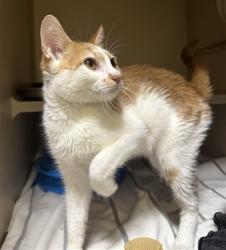 Shelter Stray Male Cat last seen Near BLOCK W 35TH AVE, DENVER CO 80211, 1241 W Bayaud Ave, Denver, CO 80223, USA