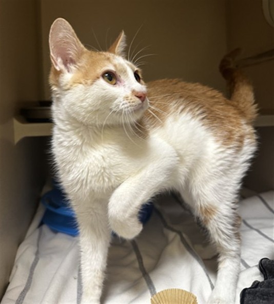 Shelter Stray Male Cat last seen Near BLOCK W 35TH AVE, DENVER CO 80211, 1241 W Bayaud Ave, Denver, CO 80223, USA