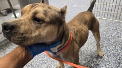 Shelter Stray Male Dog last seen Near BLOCK ARTEMISA CT, INDIO, CA, 72050 Pet Land Pl, Thousand Palms, CA 92276, USA