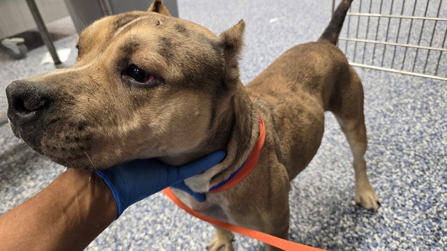 Shelter Stray Male Dog last seen Near BLOCK ARTEMISA CT, INDIO, CA, 72050 Pet Land Pl, Thousand Palms, CA 92276, USA