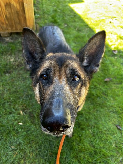 Shelter Stray Female Dog last seen Near BLOCK S 228TH ST, SEATAC WA 98198, 21615 64th Ave S, Kent, WA 98032, USA
