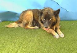 Shelter Stray Female Dog last seen , 216 W Victoria St, Gardena, CA 90248, USA