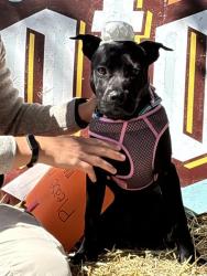 Shelter Stray Female Dog last seen RODRIGUEZ PARK, 4710 TX-151, San Antonio, TX 78227, USA