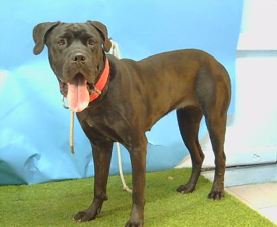Shelter Stray Female Dog last seen , 216 W Victoria St, Gardena, CA 90248, USA