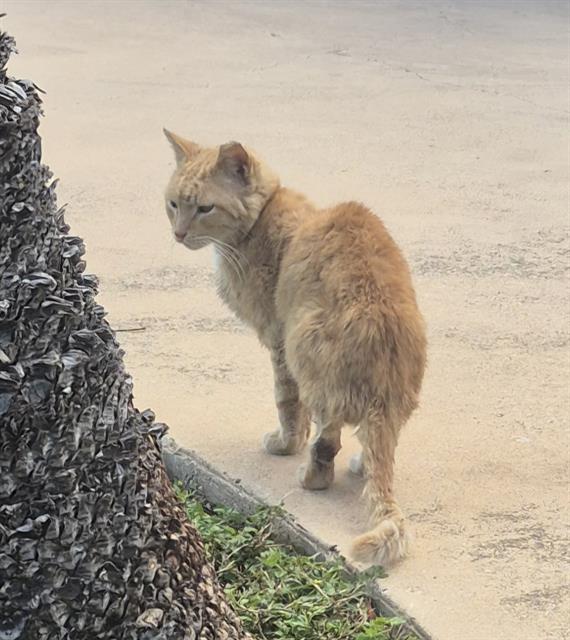 Shelter Stray Male Cat last seen Near BLOCK JOSLYN LANE, 4710 TX-151, San Antonio, TX 78227, USA