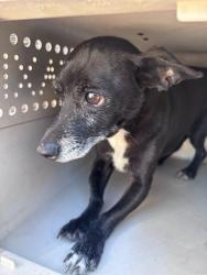 Shelter Stray Male Dog last seen Near BLOCK SW 12TH ST, 2811 SE 29th St, Oklahoma City, OK 73129, USA