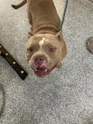 Shelter Stray Male Dog last seen Near BLK E SAN ANTONIO DR LONG BEACH CA 90807, 7700 E Spring St, Long Beach, CA 90815, USA