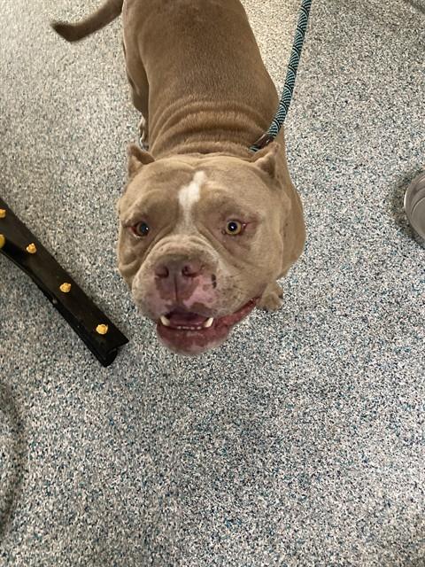 Shelter Stray Male Dog last seen Near BLK E SAN ANTONIO DR LONG BEACH CA 90807, 7700 E Spring St, Long Beach, CA 90815, USA