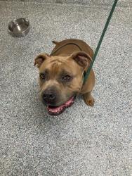 Shelter Stray Female Dog last seen Near BLK E SAN ANTONIO DR LONG BEACH CA 90807, 7700 E Spring St, Long Beach, CA 90815, USA