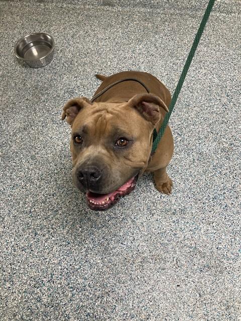 Shelter Stray Female Dog last seen Near BLK E SAN ANTONIO DR LONG BEACH CA 90807, 7700 E Spring St, Long Beach, CA 90815, USA