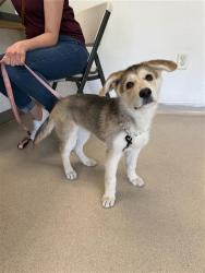 Shelter Stray Female Dog last seen Near BLK GOLDEN AVE, LONG BEACH, CA 90802, 7700 E Spring St, Long Beach, CA 90815, USA