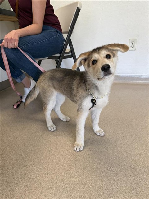 Shelter Stray Female Dog last seen Near BLK GOLDEN AVE, LONG BEACH, CA 90802, 7700 E Spring St, Long Beach, CA 90815, USA