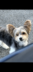 Reunited Male Dog last seen Westlawn & Sutton or Westlawn & Pate near First Christian Church, Fayetteville, NC 28305