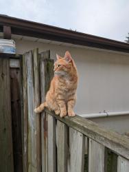 Reunited Male Cat last seen Dorking and Nash (near Roding Community Centre), Toronto, ON M3M 2B6
