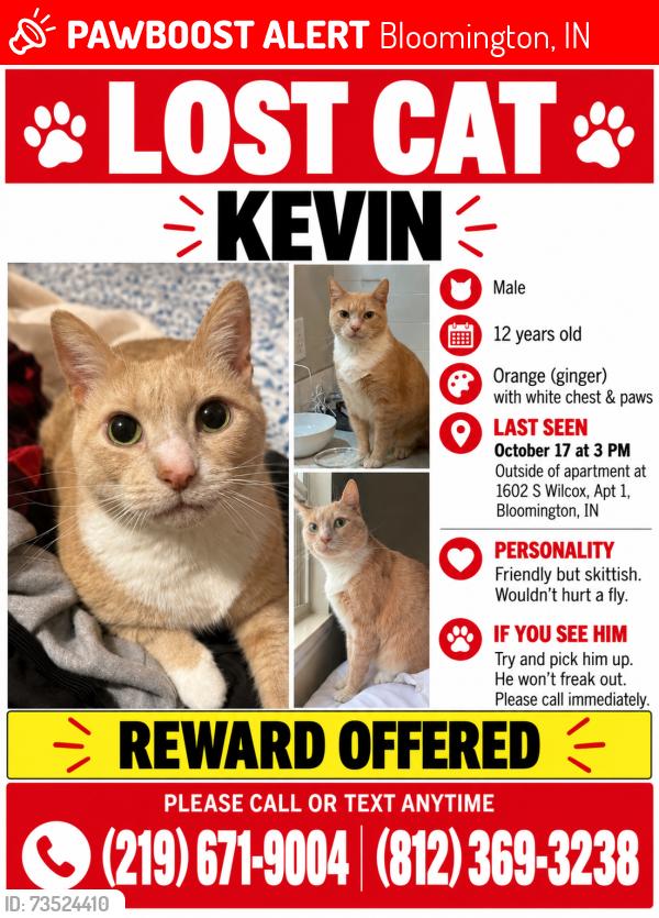 Lost Male Cat last seen C3 bar and grill, Bloomington, IN 47401