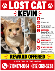 Lost Male Cat last seen C3 bar and grill, Bloomington, IN 47401