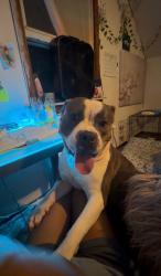 Lost Male Dog last seen N 51st blvd, Milwaukee, WI 53216