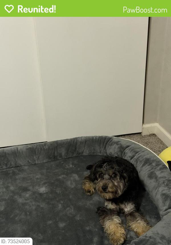 Reunited Male Dog last seen St. Gabrielle, Florissant, MO 63033