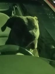 Lost Male Dog last seen Moon and miller road, Columbus, GA 31909