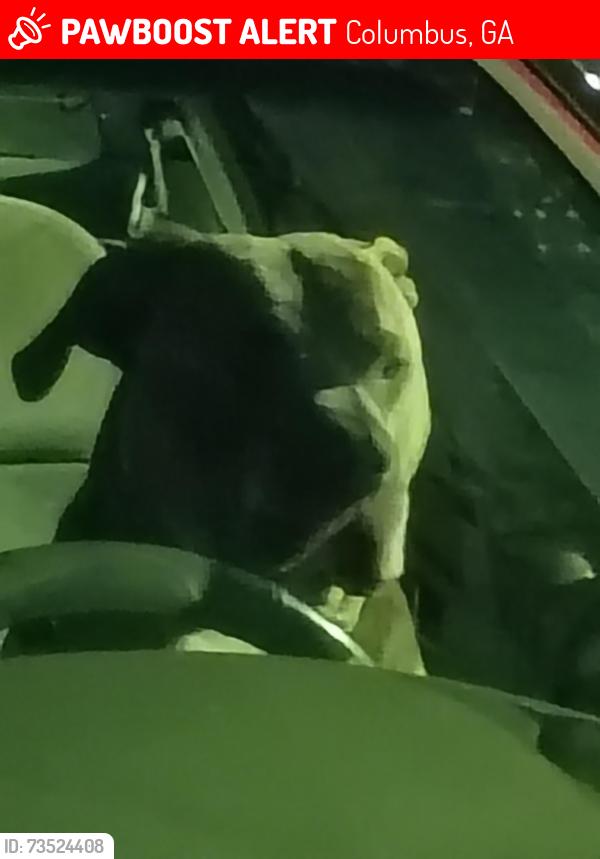 Lost Male Dog last seen Moon and miller road, Columbus, GA 31909