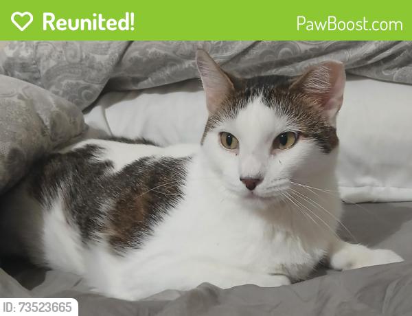 Reunited Male Cat last seen Trace Court, Atascocita, TX 77396