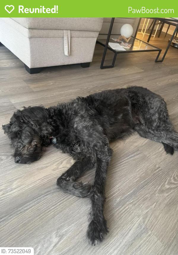 Reunited Male Dog last seen Miller community center, Seattle, WA 98112