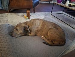 Reunited Male Dog last seen Dauphine & Conti, New Orleans, LA 70112