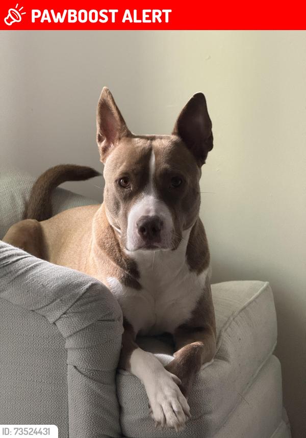 Lost Female Dog last seen Millhurst Rd, Manalapan Township, NJ 07726