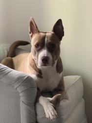 Lost Female Dog last seen Millhurst Rd, Manalapan Township, NJ 07726