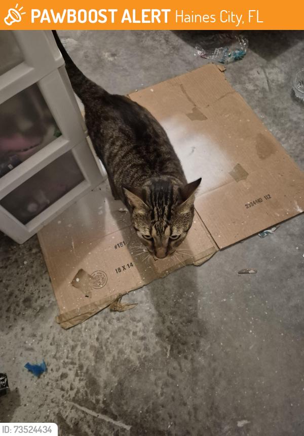 Found/Stray Unknown Cat last seen Brentwood community, Haines City, FL 33837