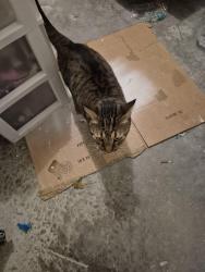 Found/Stray Unknown Cat last seen Brentwood community, Haines City, FL 33837
