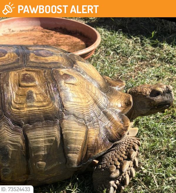 Found/Stray Female Other last seen Indianapolis and Delaware, Huntington Beach, CA 92648