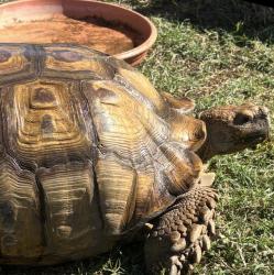 Found/Stray Female Other last seen Indianapolis and Delaware, Huntington Beach, CA 92648