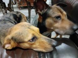 Reunited Male Dog last seen Champions forest & ash valley dr, Memorial Northwest, TX 77379