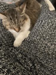 Lost Male Cat last seen Central Point Rd, Oregon City, OR 97045