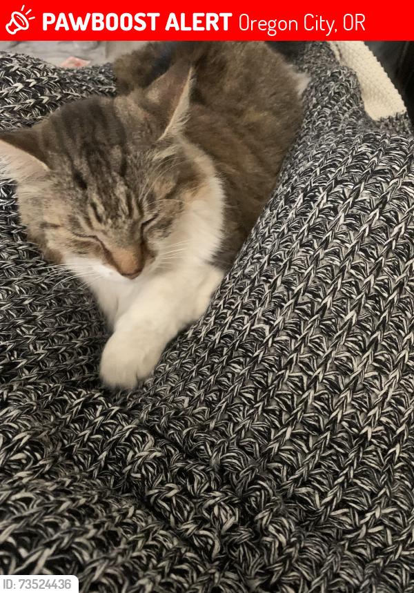 Lost Male Cat last seen Central Point Rd, Oregon City, OR 97045