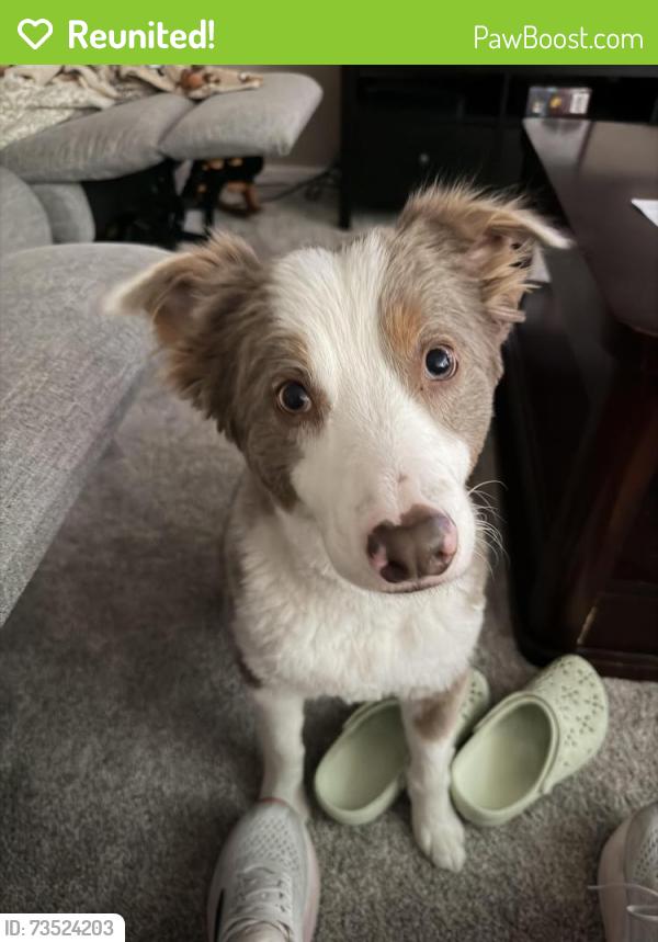 Reunited Male Dog last seen Valley Valley warm Springs, Henderson, NV 89014